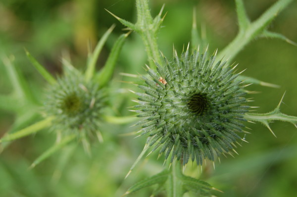 Prickly Green Plant