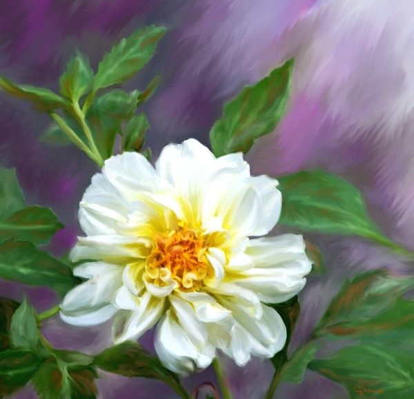 Whire Zinnia Delight