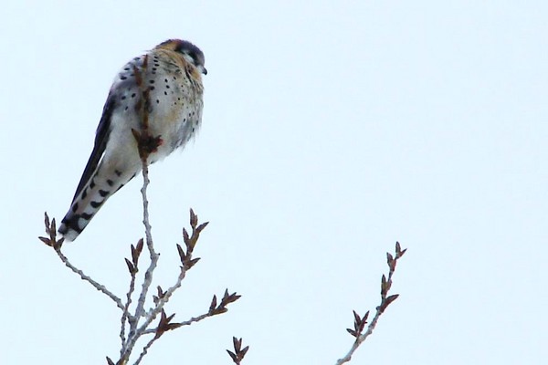 American Kestrel