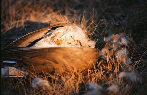 Featherlight