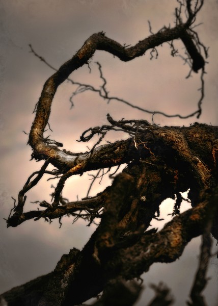 UPROOTED
