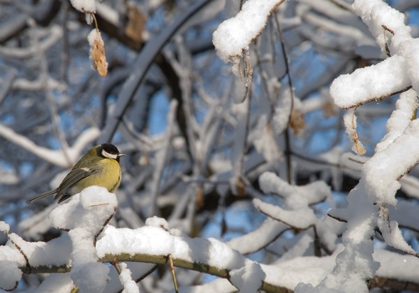 Bird