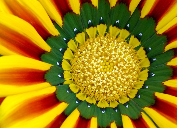 Petals in colour.