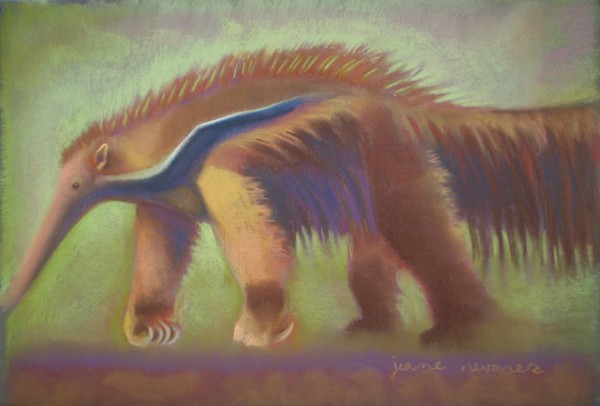 Giant Anteater
