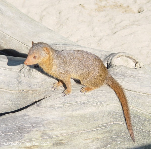 Mongoose 3