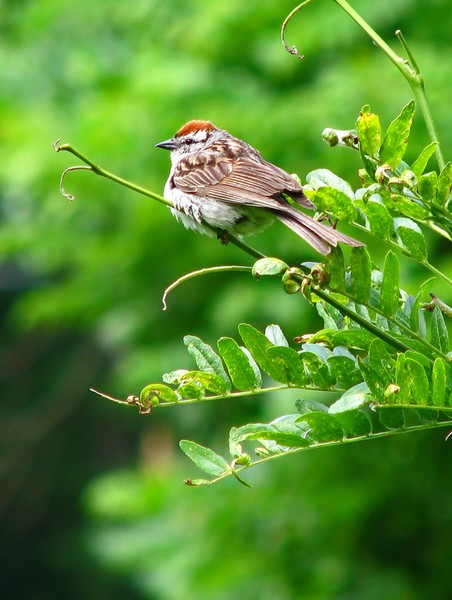 Chipping Sparrow  