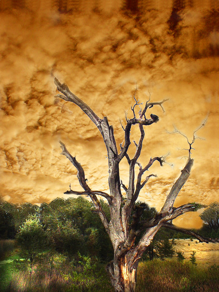 Sky root...