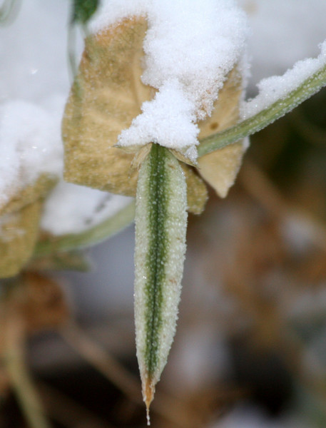 Fresh, Frozen Pea