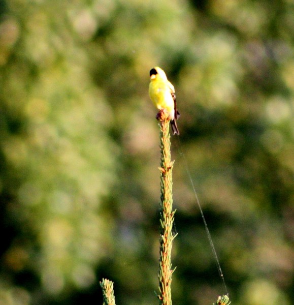 Perch of yellow