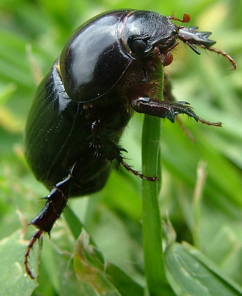 Balancing Beetle