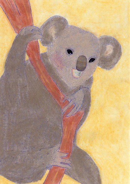 koala 1