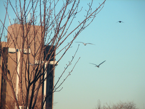 Winter Tree
