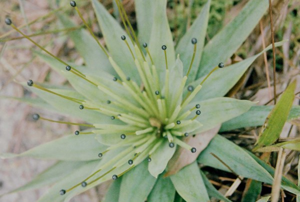 Planta da Chapada