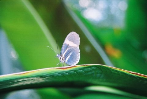 Blue Butterfly