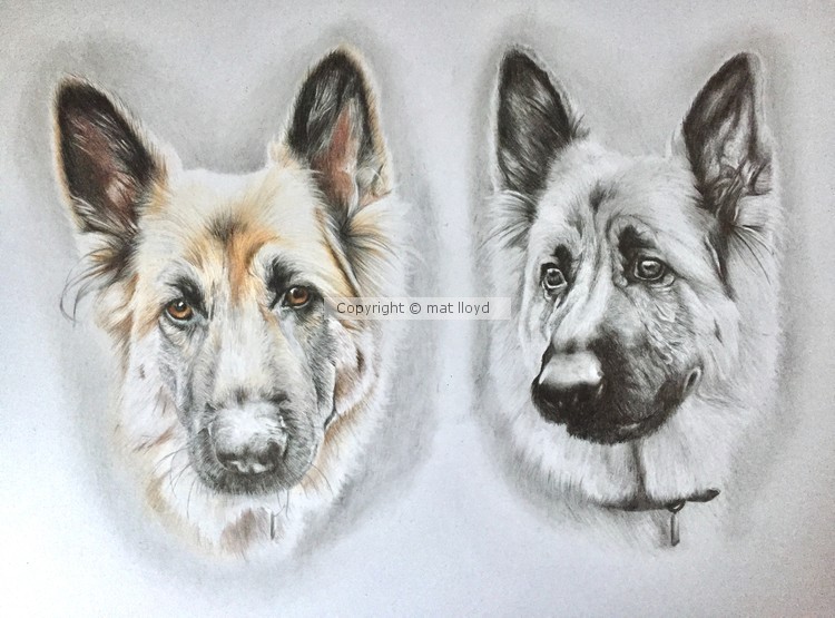 German Shepherd