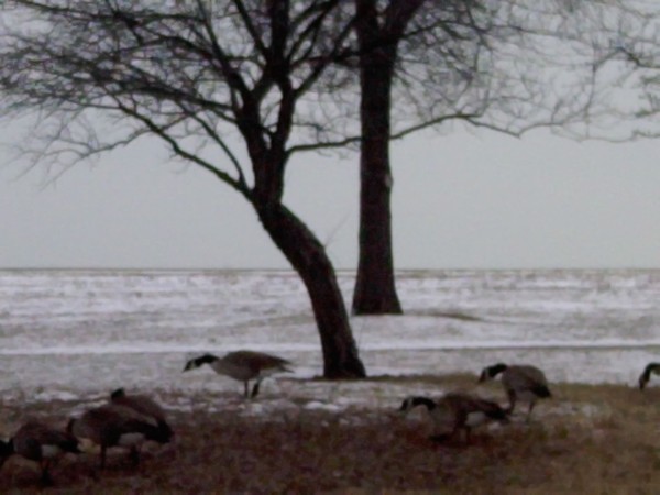 spring geese