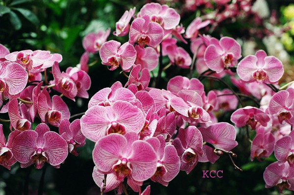Orchid 4