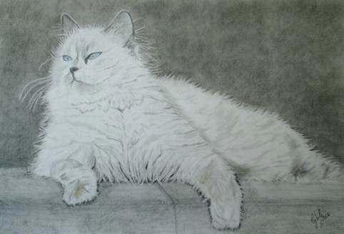 Cat 5