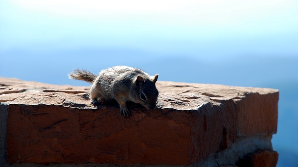 Bryce Canyon Chipmunk