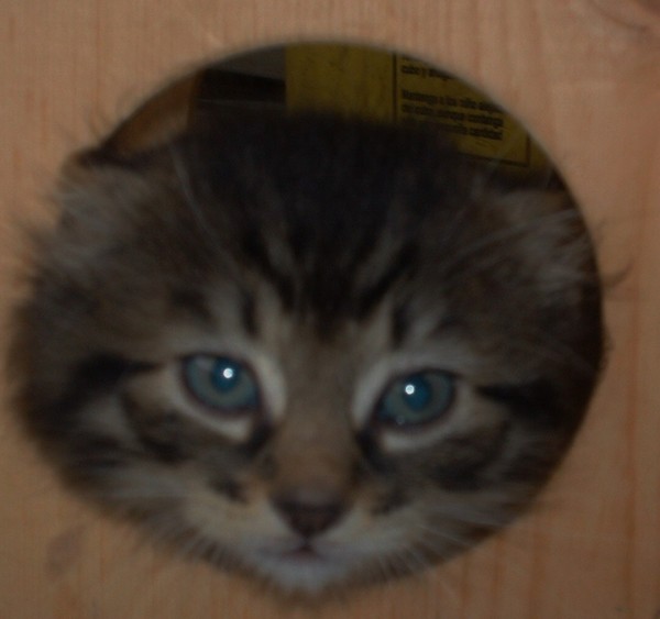 Ziggy