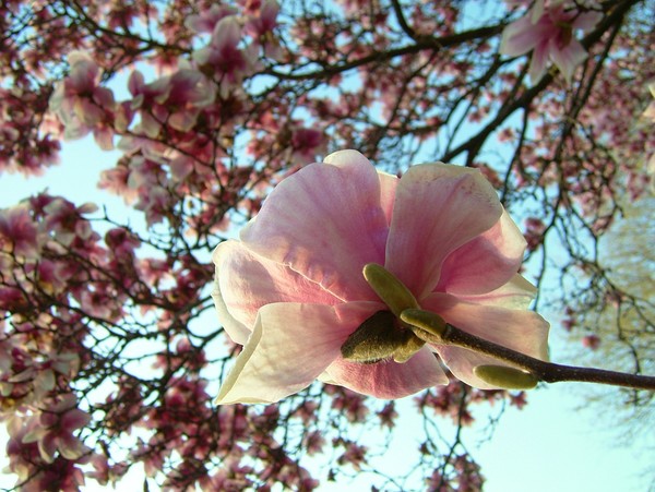 Magnolias blossom
