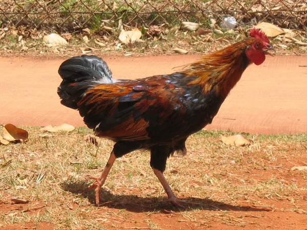 Chicken from Kauai