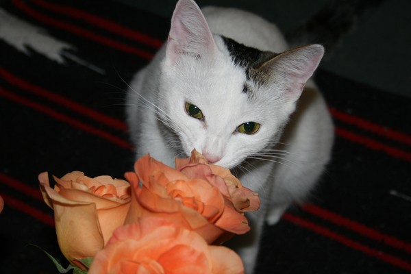 Smell The Roses