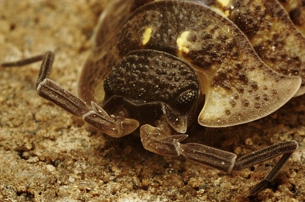 PillBug Macro