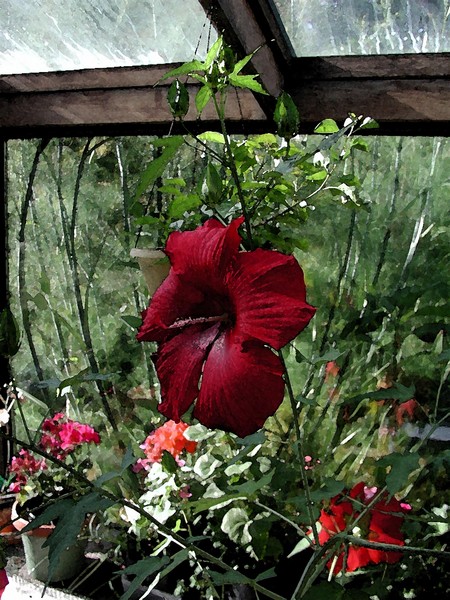 Greenhouse Flower