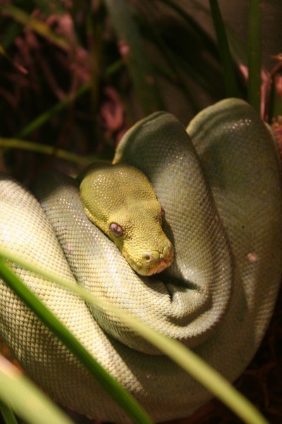 Snake!
