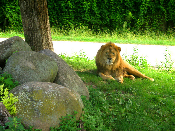 The Lion King