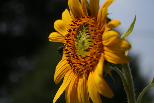 Sun Flower