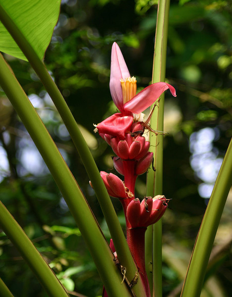 'pink' bananas