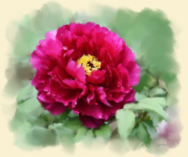 Tree Peony II