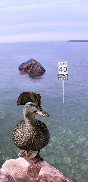 Duck Speed