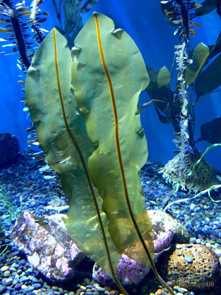 Sea Leafs