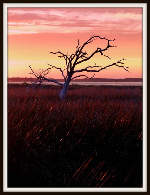 Seaside Landscape, North Carolina
