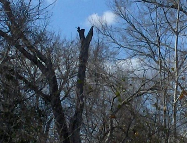 The Real Woody WoodPecker