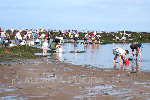 Gathering Mussels