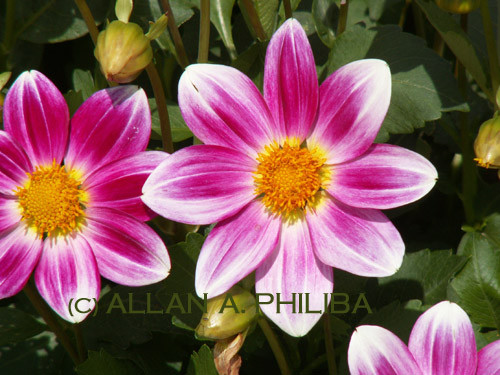 Flowers3