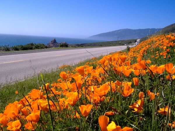 California Poppies on HW1