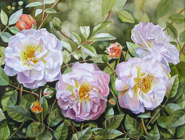 Rose Ghislaine de Feligonde III 