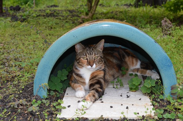 Sheeba - Igloo Girl