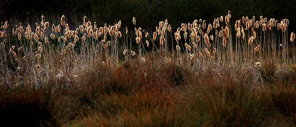 Bullrushes