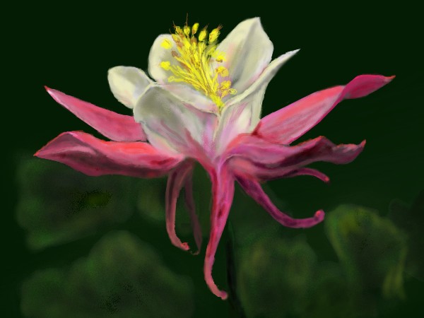 Columbine