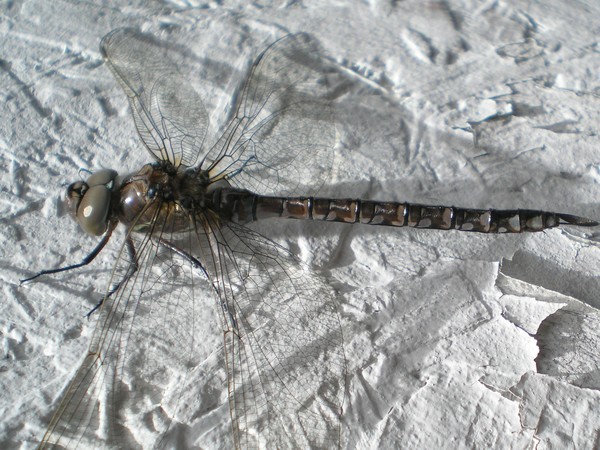 Dragon Fly
