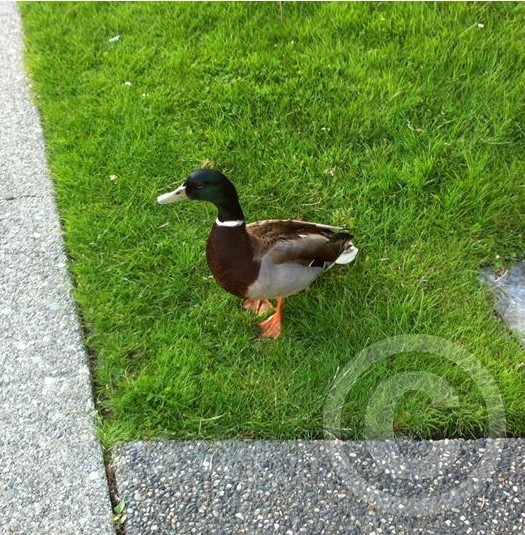  One Duck