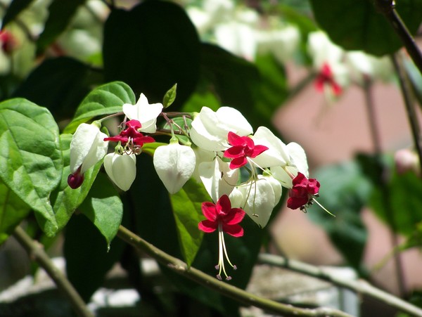 Bleeding Hearts