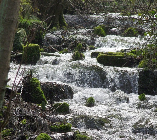 Woodland stream