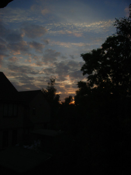Back garden 1